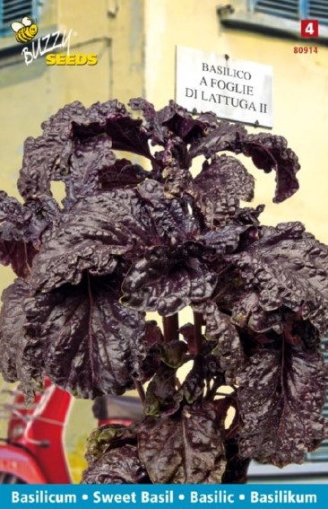 Basil purple lettuce-leaf (Ocimum basilicum) 850 seeds